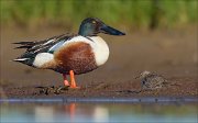 23_DSC4266_Northern_Shoveler_vs_Temmincks_Stint_19pc