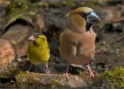 P1500990_Siskin_ft_Hawfinch_74pc