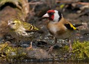 P1510033_Siskin_ft_Goldfinch_55pc