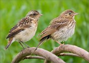 P1530253_Whinchat_ft_Tree_Pipit_58pc