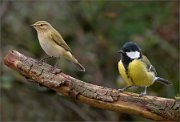 P1550028_Chiffchaff_ft_Great_Tit