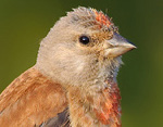 Carduelis_cannabina