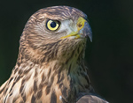 Accipiter_gentilis