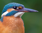 Alcedo_atthis