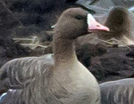 Greater White-fronted Goose