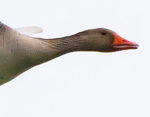 Greylag Goose