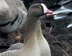 Lesser White-fronted Goose