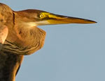 Ardea purpurea