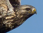 Buteo lagopus