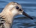 Calidris alba