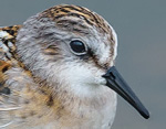 Calidris minuta