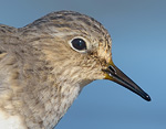 Calidris temminckii