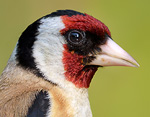 C_carduelis