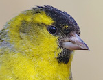 Carduelis_spinus