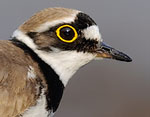 Charadrius dubius