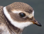 Charadrius hiaticula