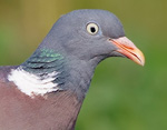 Columba palumbus