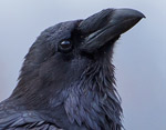 Corvus_corax