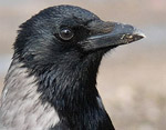 Corvus_cornix