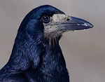 Corvus_frugilegus