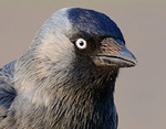 Corvus_monedula