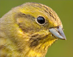 Emberiza_citrinella