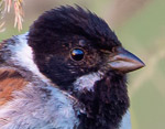 Emberiza_schoeniclus