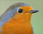 Erithacus_rubecula