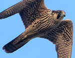 Peregrine Falcon