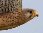 Falco tinnunculus