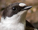 Ficedula_hypoleuca