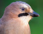 Garrulus_glandarius