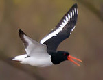 Haematopus ostralegus