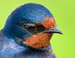 Hirundo_rustica