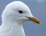 Larus_canus