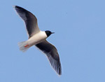 Larus_minutus