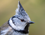 Lophophanes cristatus