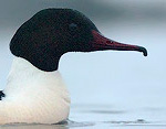 Mergus_merganser