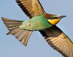 Merops apiaster