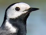 Motacilla_alba