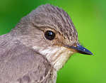 Muscicapa_striata