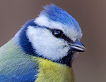 Parus_caeruleus