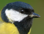 Parus_major