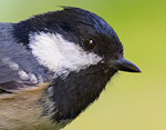 Periparus_ater