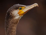 Phalacrocorax_carbo