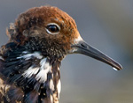 Calidris pugnax