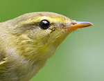 Phylloscopus_sibilatrix