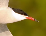 Sterna hirundo