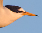 Sternula albifrons