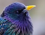 Sturnus_vulgaris